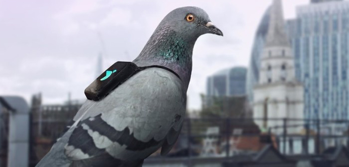Innovation Lab: Smart Pigeons, Minecraft Concerts and Pizza Robots