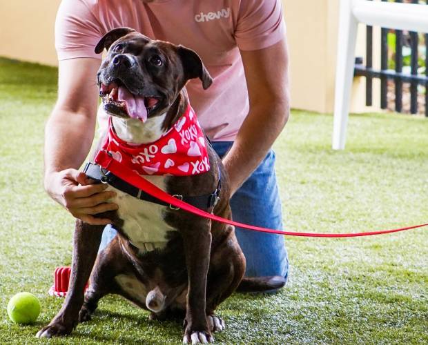 Chewy to host Valentine’s Day TikTok Live event to find homes for pets