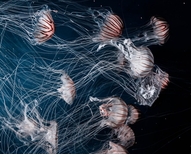 Innovation Lab: Jellyfish Skin, Anti-bird Lasers and Fishing Action Cams